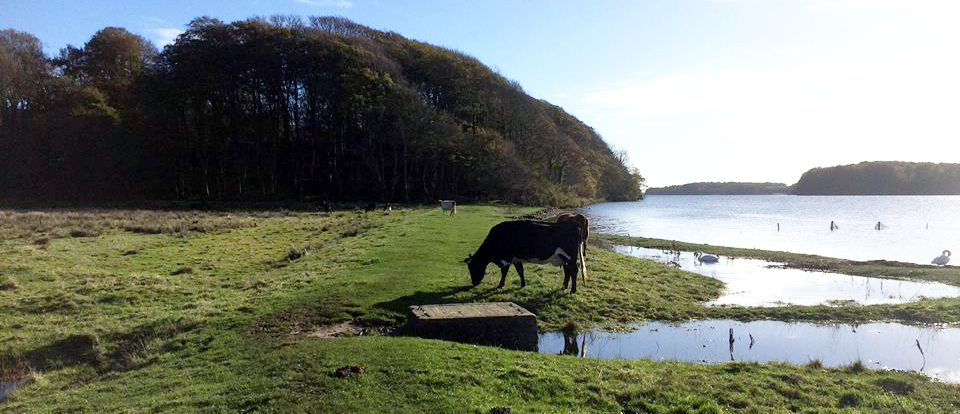 Ko græsser på fjordeng