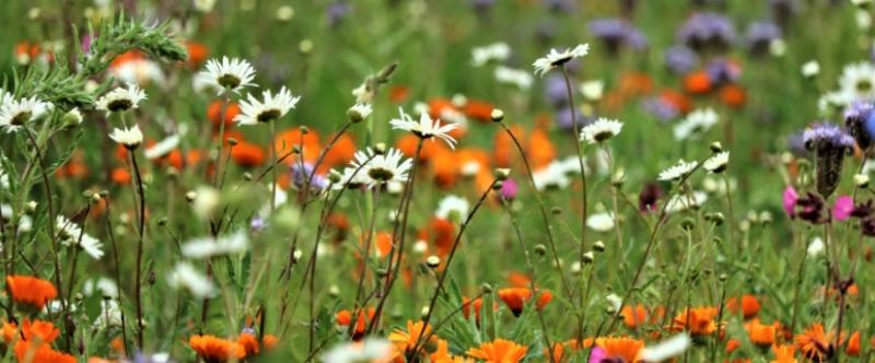 Biodiversitet i blomsterengen